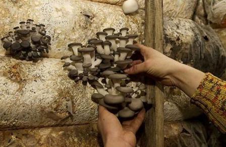Як відбувається збір урожаю грибів глив і скільки грибів можна отримати з одного мішка субстрату?