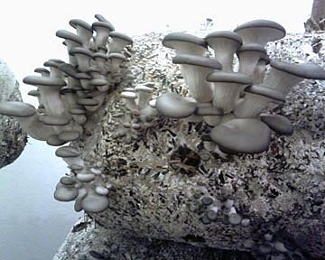 Як доглядати за грибами вешенками під час вирощування, що необхідно знати?