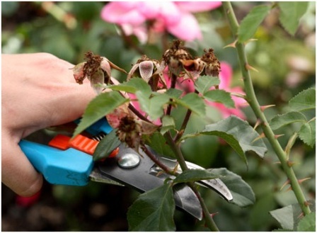 Весняна обрізка троянд - один з основних етапів догляду за величними рослинами