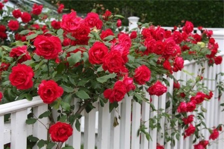Якісна весняна обробка троянд, обрізка. добриво і мульчування, призведуть до гідного результату