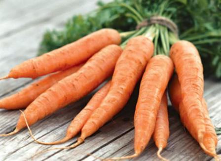 Вирощування моркви на власному городі: посадка і догляд