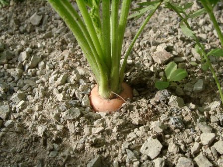 Вирощування моркви: вибір грунту, підготовка і добриво