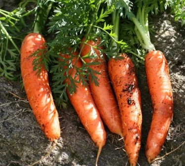 Хочете якісний урожай моркви? Підготуйте насіння перед посадкою
