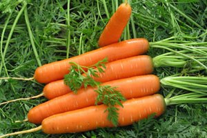 Вирощування моркви на дачній ділянці