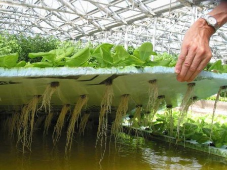 Вирощування салату на гідропоніці