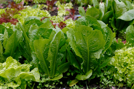 Вирощування салату в домашніх умовах, або як виростити салат на підвіконні