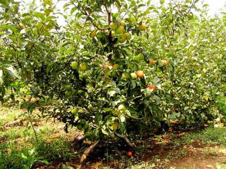 Яблуні на дачі: посадка, догляд, агротехніка і технологія правильного вирощування