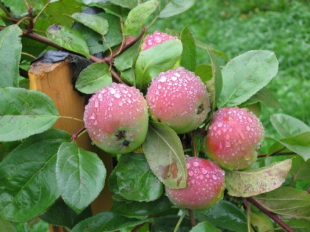 Врожайність яблунь залежить від багатьох умов, але головним чином, від грунту та сонячного світла