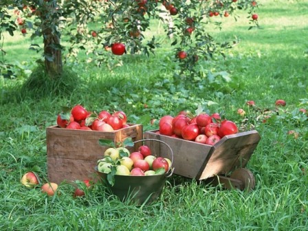 Обрізка яблунь, правильний полив, прикормки - все це веде тільки до підвищення врожайності
