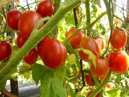Вирощування томатів у теплиці: як вибрати найкращий сорт?