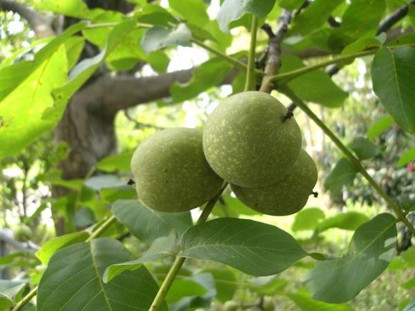 Що таке волоський горіх: особливості рослини і плодів