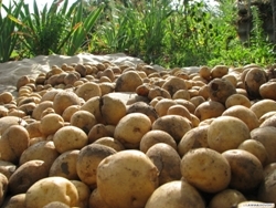Вирощування картоплі своїми руками