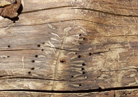 Захист деревини від гниття і впливу комах повинна бути продуманою