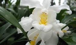 Особливості вирощування орхідеї целогина
