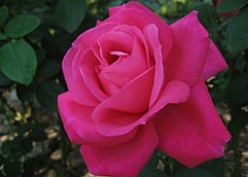 Вирощування гібридних троянд на садовій ділянці