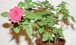 Домашні троянди в горщиках: особливості догляду