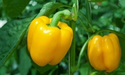 Вирощування болгарського перцю: сорти, купівля та обробка насіння перед посадкою