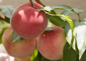 Як виростити персикове дерево з кісточки