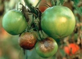 Як побороти фитофтору? Страждають томати та картопля, допоможіть порадою!