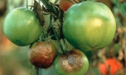 Як побороти фитофтору? Страждають томати та картопля, допоможіть порадою!