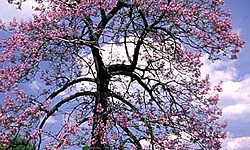 Адамове дерево (Павловнія): особливості вирощування та догляду