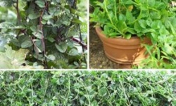 Базелла: як правильно вирощувати рослину