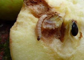 Хвороби і шкідники яблунь: ознаки і методи боротьби