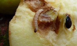 Хвороби та шкідники яблунь: ознаки і методи боротьби