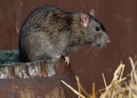 Боротьба з гризунами на дачі: миші та пацюки