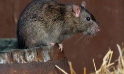 Боротьба з гризунами на дачі: миші та пацюки