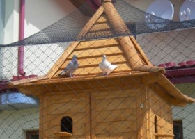 Як побудувати голубник на дачі своїми руками