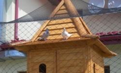 Як побудувати голубник на дачі своїми руками
