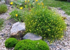 Гравійний сад: чарівність степового ландшафту на вашій ділянці