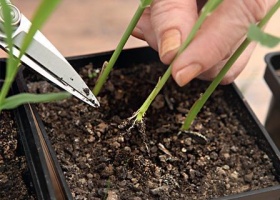 Выращивание кукурузы через рассаду