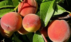Як пересадити дорослий персик на дачі?