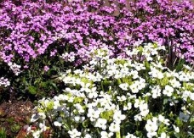 Резуха (Arabis) - м'який килим з рожевих і білих квітів