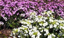 Резуха (Arabis) - м'який килим з рожевих і білих квітів