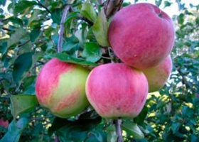 Популярні сорти яблук у Росії