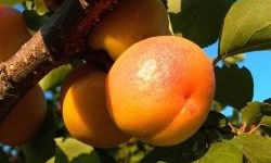 Обираємо найкращі сорти абрикосів для дачі