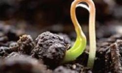 Стратифікація насіння: коли вона потрібна і яка її методика