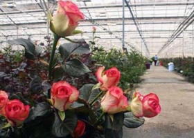 Вирощування квітів у теплиці: корисні поради та рекомендації