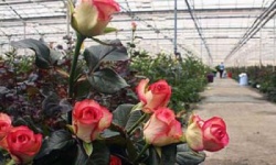 Вирощування квітів у теплиці: корисні поради та рекомендації