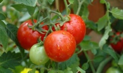 Кращі сорти томатів для теплиць