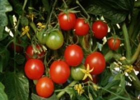 Поради по догляду за томатами від помидороведа Н.Александрова