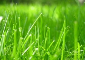 Як вибрати траву для газону: практичні поради і рекомендації