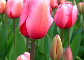 Тюльпани: рекомендації по вирощуванню і догляду