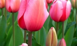Тюльпани: рекомендації по вирощуванню і догляду