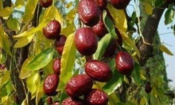Унаби – полезные для здоровья плоды из Китая