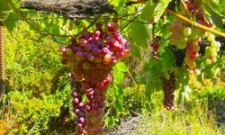 Догляд за виноградом (полив, добриво, календар виноградника)