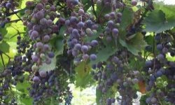 Вибір саджанців винограду на дачі
